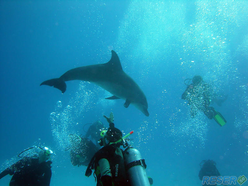 Delfiner i Röda Havet