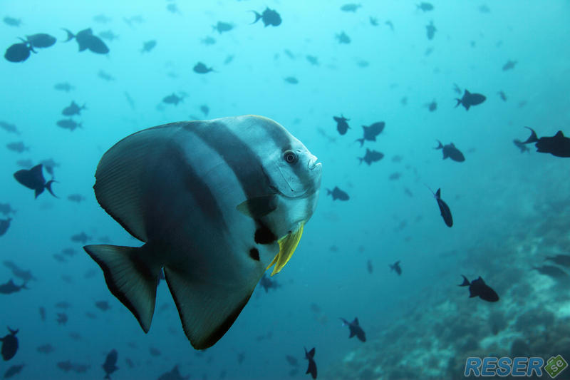 Spadfisk (Ephippidae) i Maldiverna