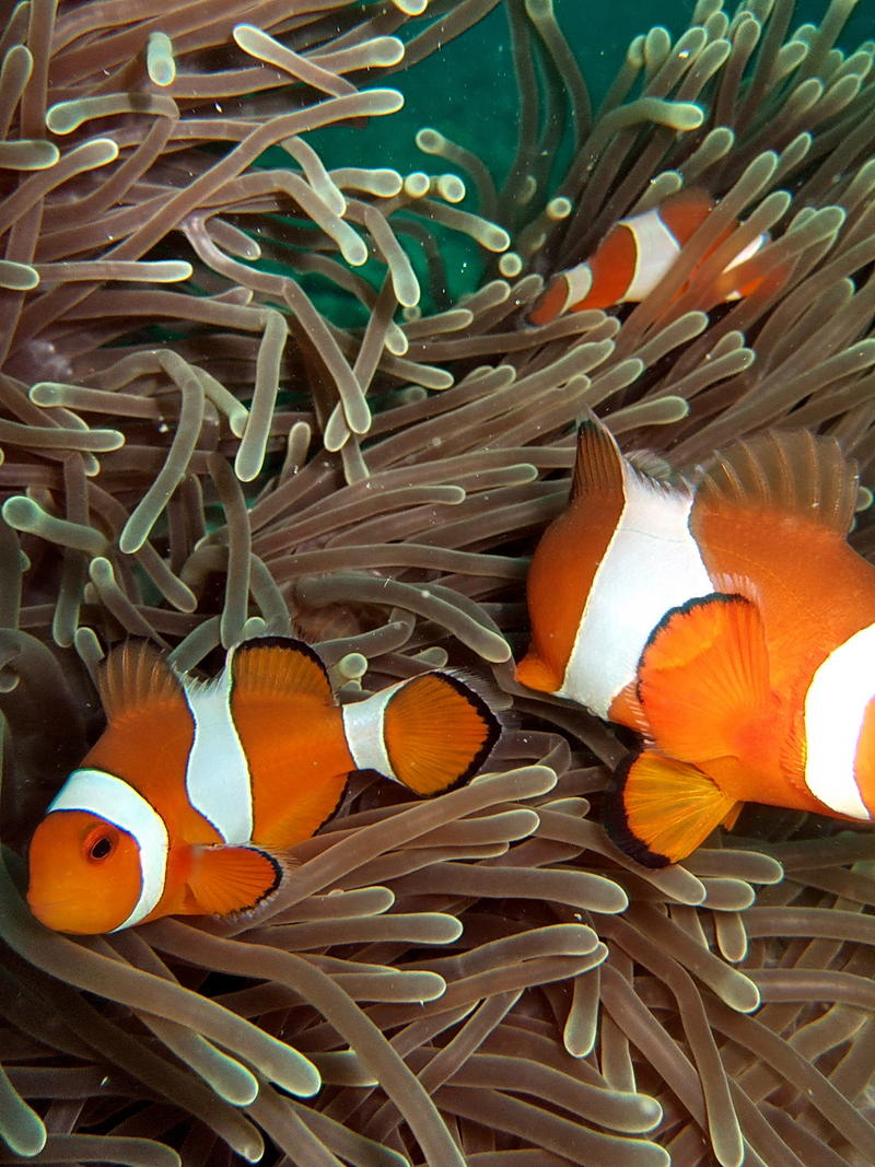 Clownfiskar i Thailand