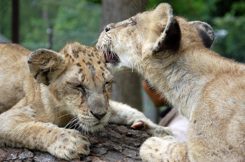 Två lejonungar i Tiger Park i Thailand