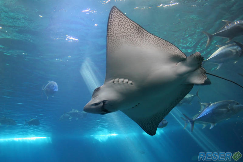Fläcking Örnrocka (Aetobatus narinari) i Bahamas