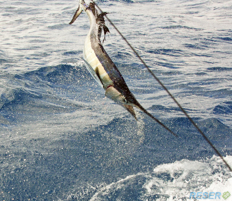 Svärdfisk utanför Bahamas